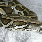 Tigerpython - Python molurus bivittatus