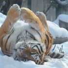 Tigerrolle