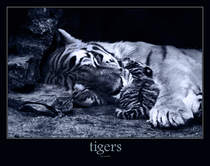 tigers