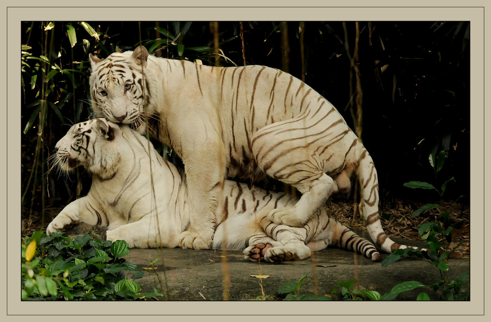 Tigers in Love