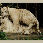 Tigers in Love