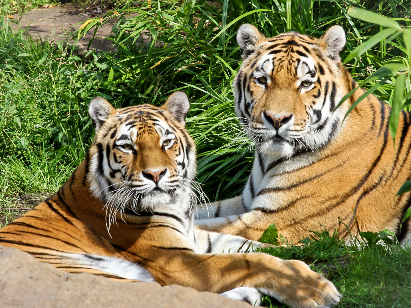 Tigers in Love