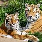 Tigers in Love