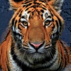 Tiger's Pseudo HDR - oder wenn die Kontraste heftiger werden