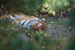 Tiger's Sleep