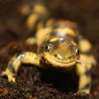 Tigersalamander