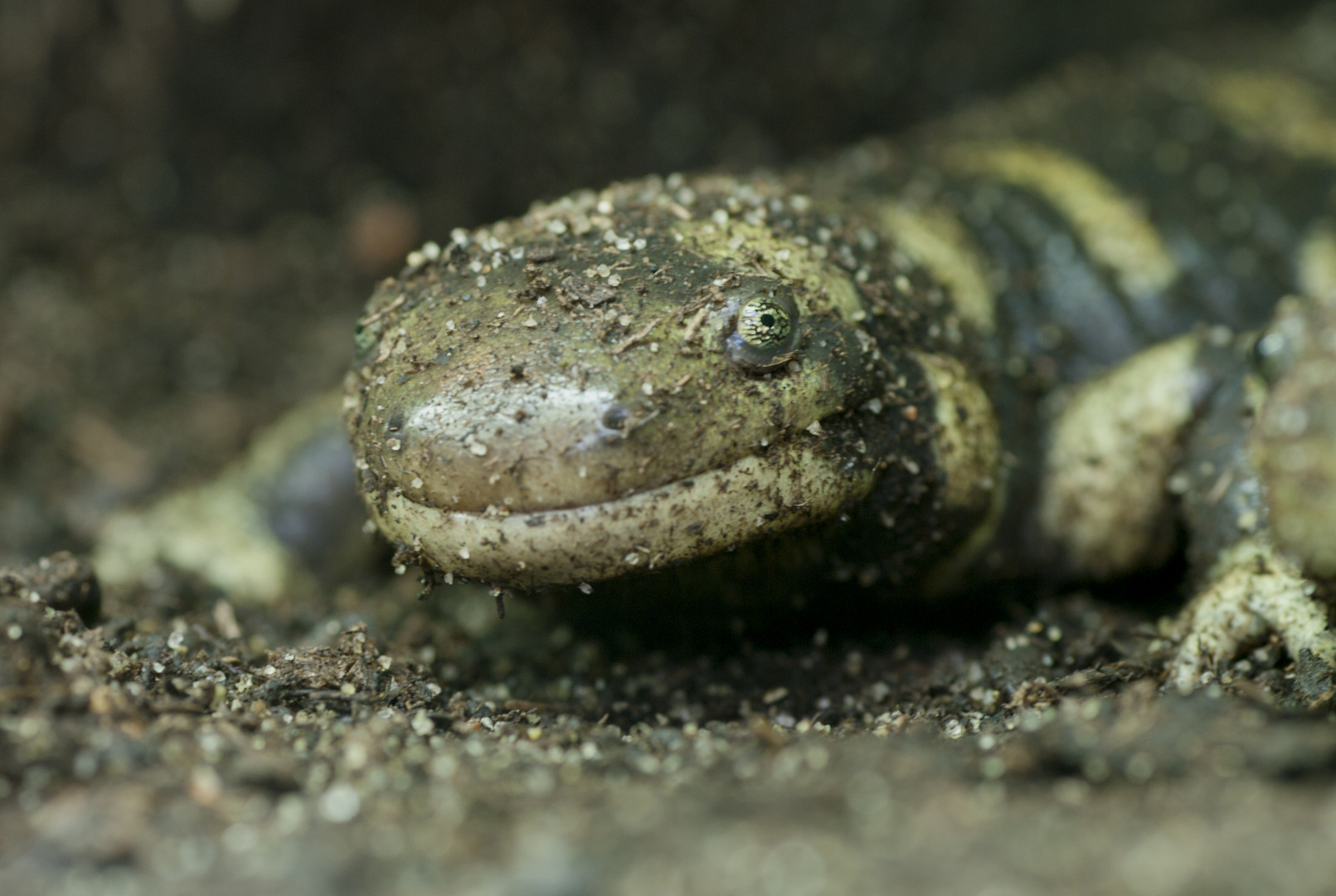 Tigersalamander - weltgrößter Salamander
