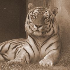 Tigersche