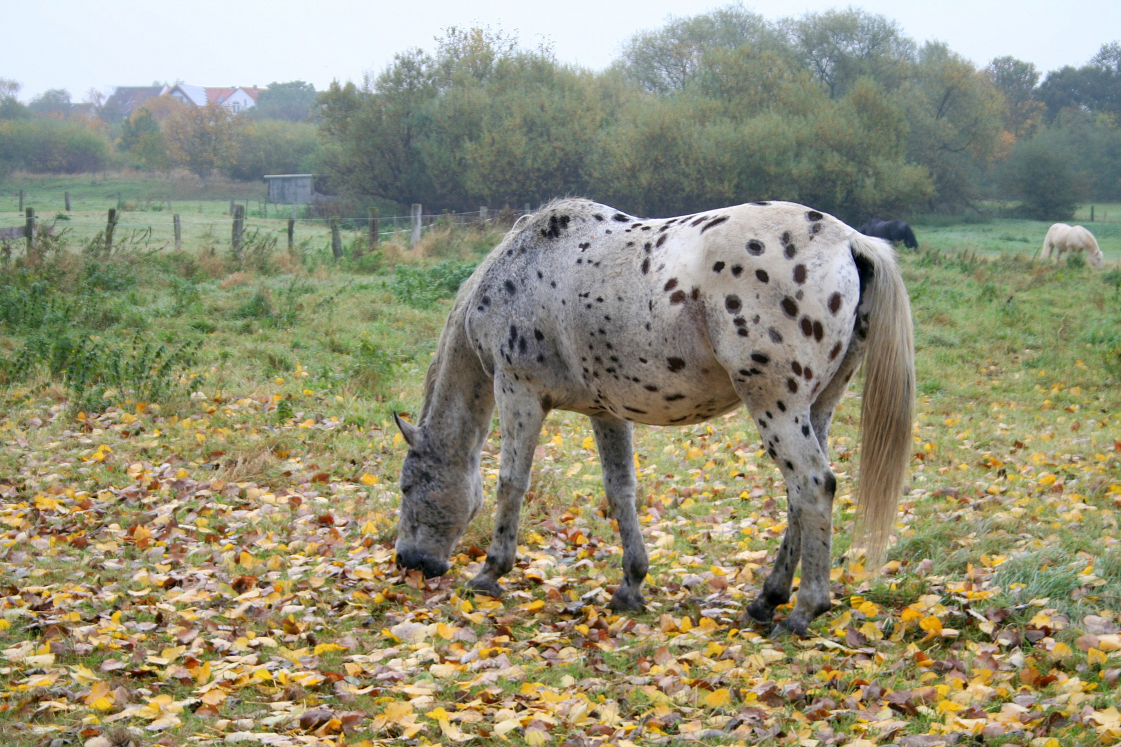 Tigerschecke Foto & Bild | tiere, haustiere, pferde, esel, maultiere
