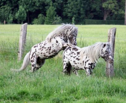 Tigerschecken dominieren sich