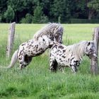 Tigerschecken dominieren sich