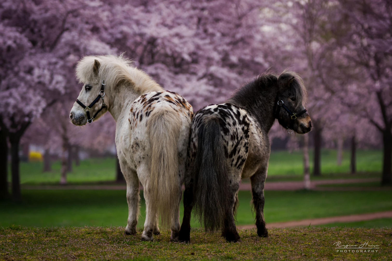 Tigerschecken Shettys im Blütentraum Foto & Bild | outdoor, natur