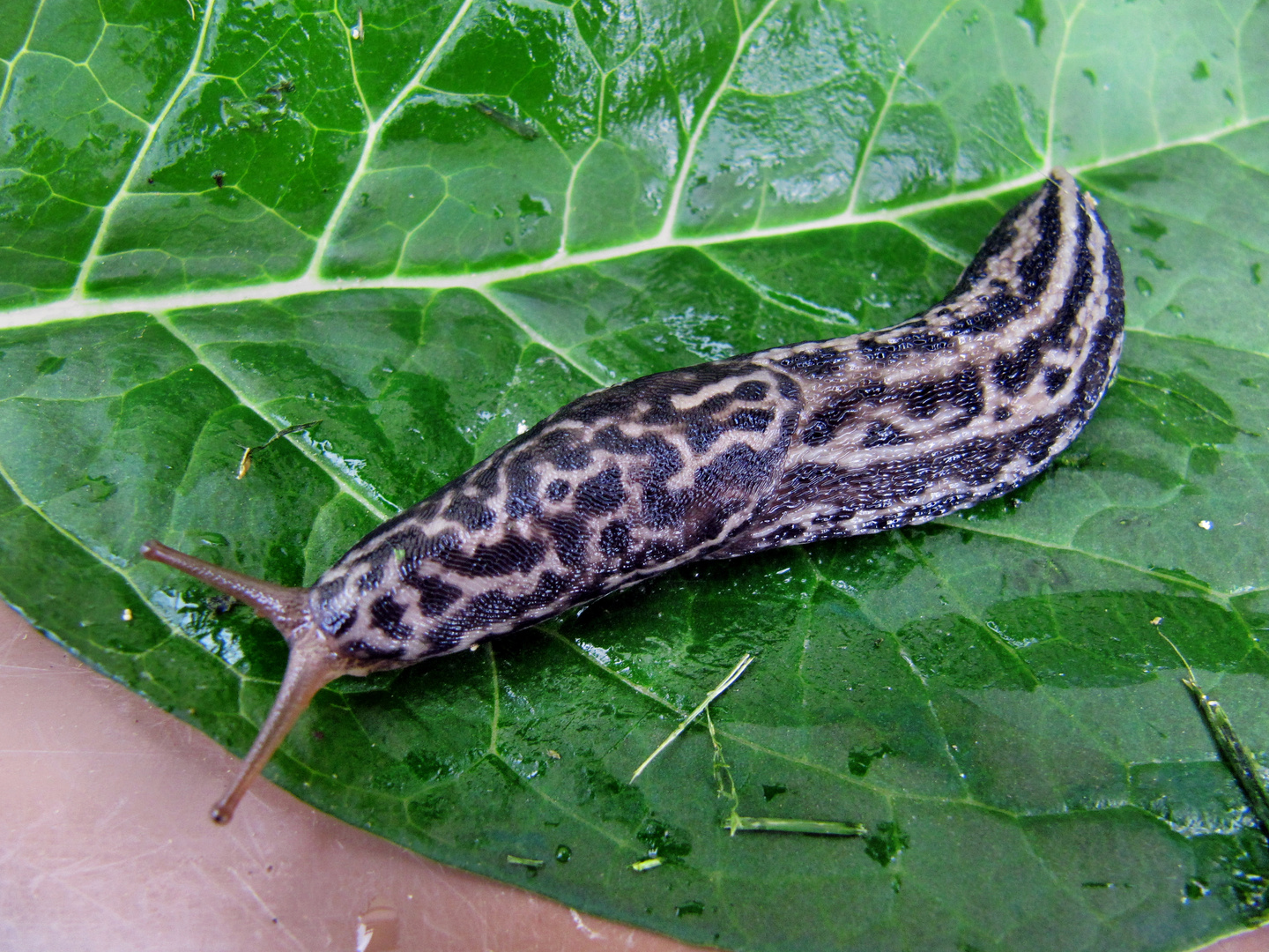 Tigerschnecke Foto & Bild tiere, wildlife, schnecken & muscheln