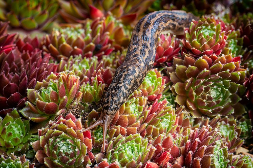 Tigerschnecke auf der Jagd
