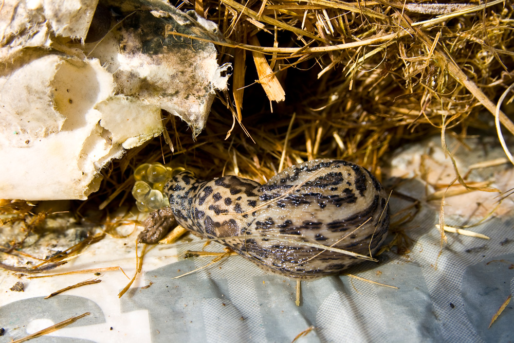 Tigerschnegel bei der Ei Ablage