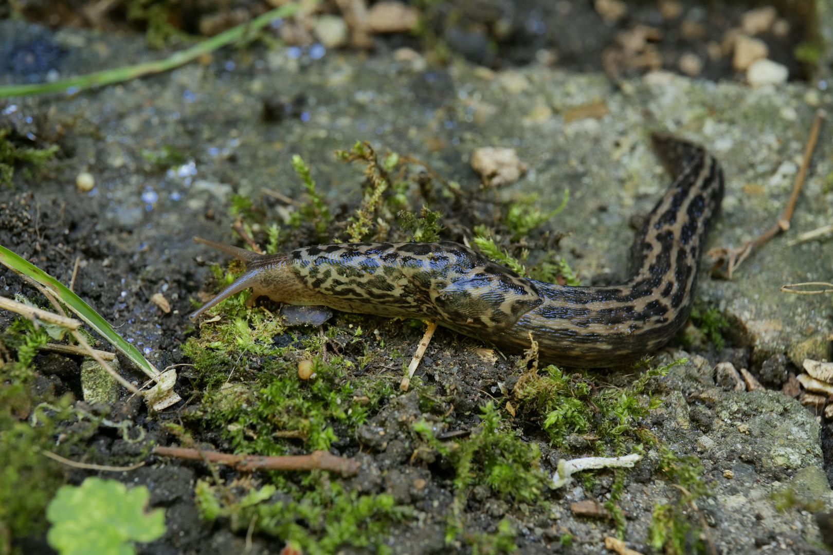 Tigerschnegel in unserem Garten II