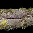 Tigerschnegel (Limax cf maximus)