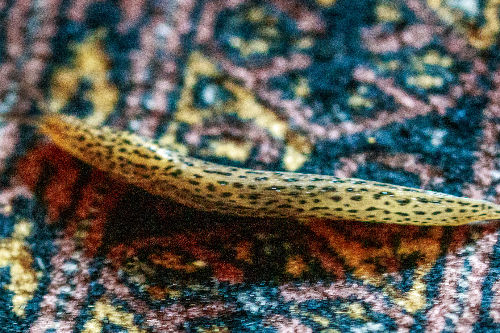 Tigerschnegel (Limax maximus)