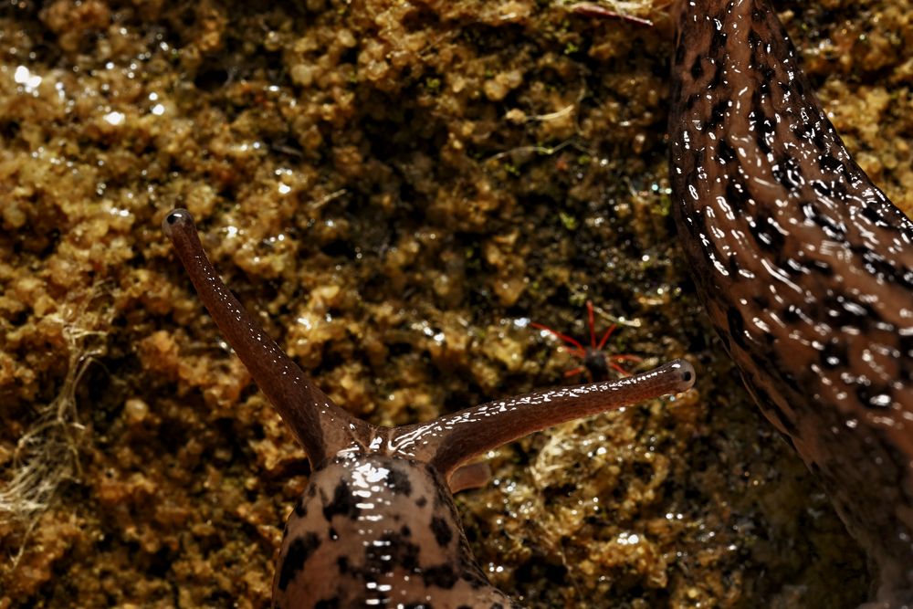 Tigerschnegel (Limax maximus)