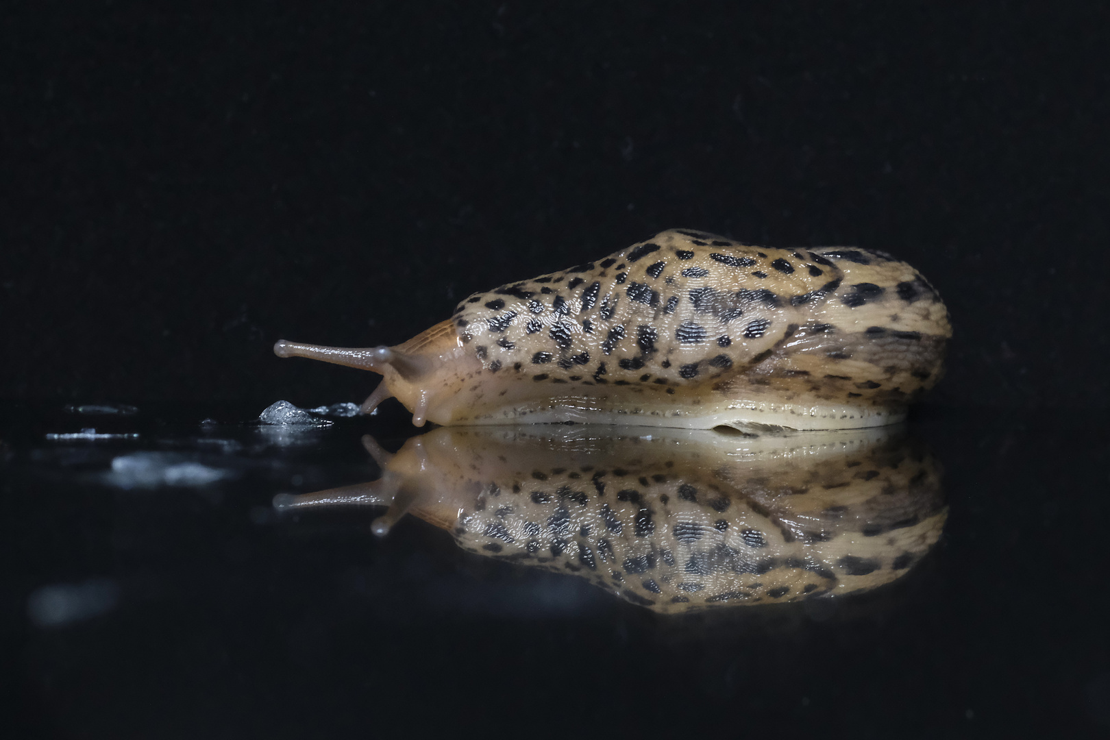 Tigerschnegel (Limax maximus)