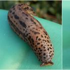 Tigerschnegel (Limax maximus) auf einer Gießkanne - Verschiedene Ansichten