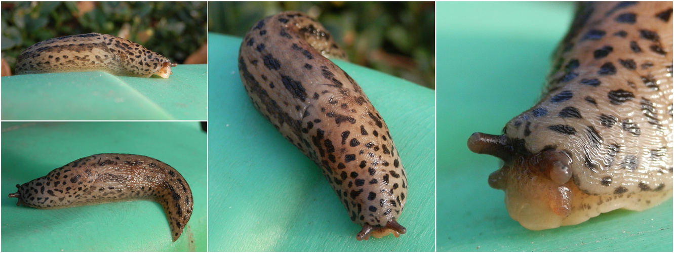 Tigerschnegel (Limax maximus) auf einer Gießkanne - Verschiedene Ansichten