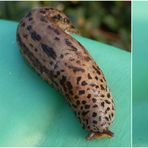 Tigerschnegel (Limax maximus) auf einer Gießkanne - Verschiedene Ansichten