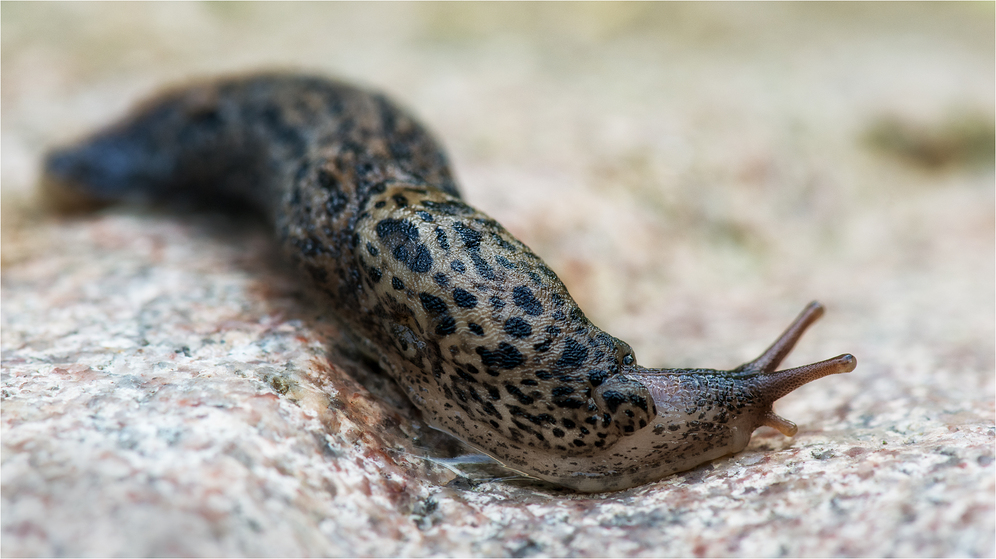 Tigerschnegel (Limax maximus)