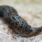 Tigerschnegel (Limax maximus)