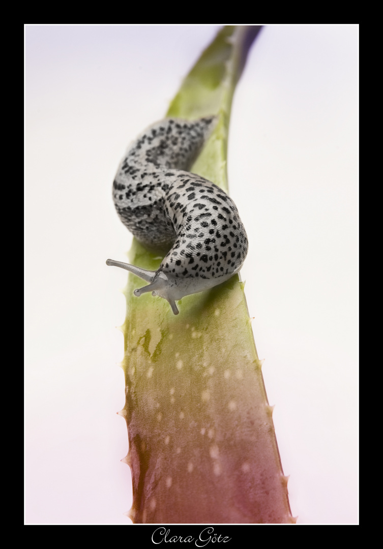 Tigerschnegel (Limax maximus)