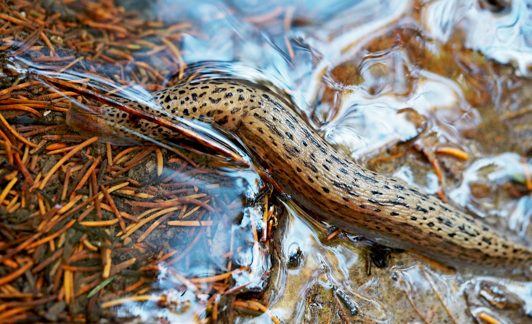 Tigerschnegel (Limax maximus). - Limace léopard (Limax maximus).