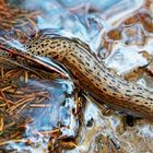 Tigerschnegel (Limax maximus). - Limace léopard (Limax maximus).