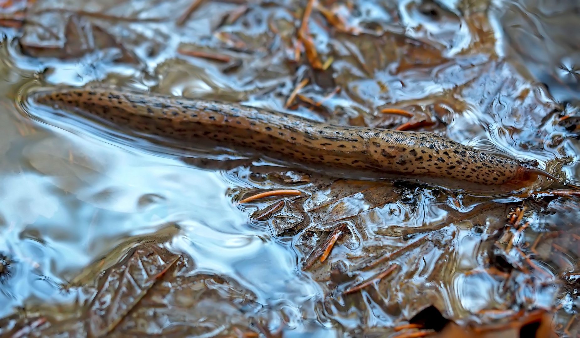 Tigerschnegel (Limax maximus). - Limace léopard (Limax maximus).