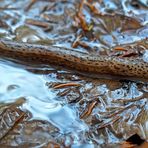 Tigerschnegel (Limax maximus). - Limace léopard (Limax maximus).