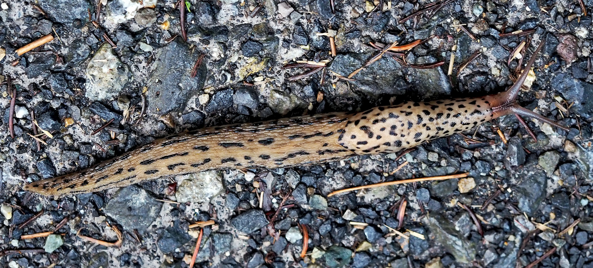 Tigerschnegel (Limax maximus). - Limace léopard (Limax maximus). 