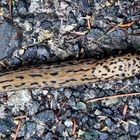 Tigerschnegel (Limax maximus). - Limace léopard (Limax maximus). 