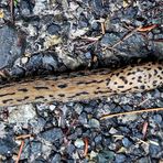 Tigerschnegel (Limax maximus). - Limace léopard (Limax maximus). 