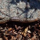 Tigerschnegel (Limax maximus) unterwegs