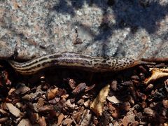 Tigerschnegel (Limax maximus) unterwegs