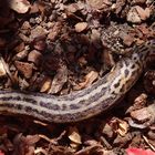 Tigerschnegel (Limax maximus) unterwegs