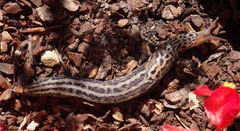 Tigerschnegel (Limax maximus) unterwegs