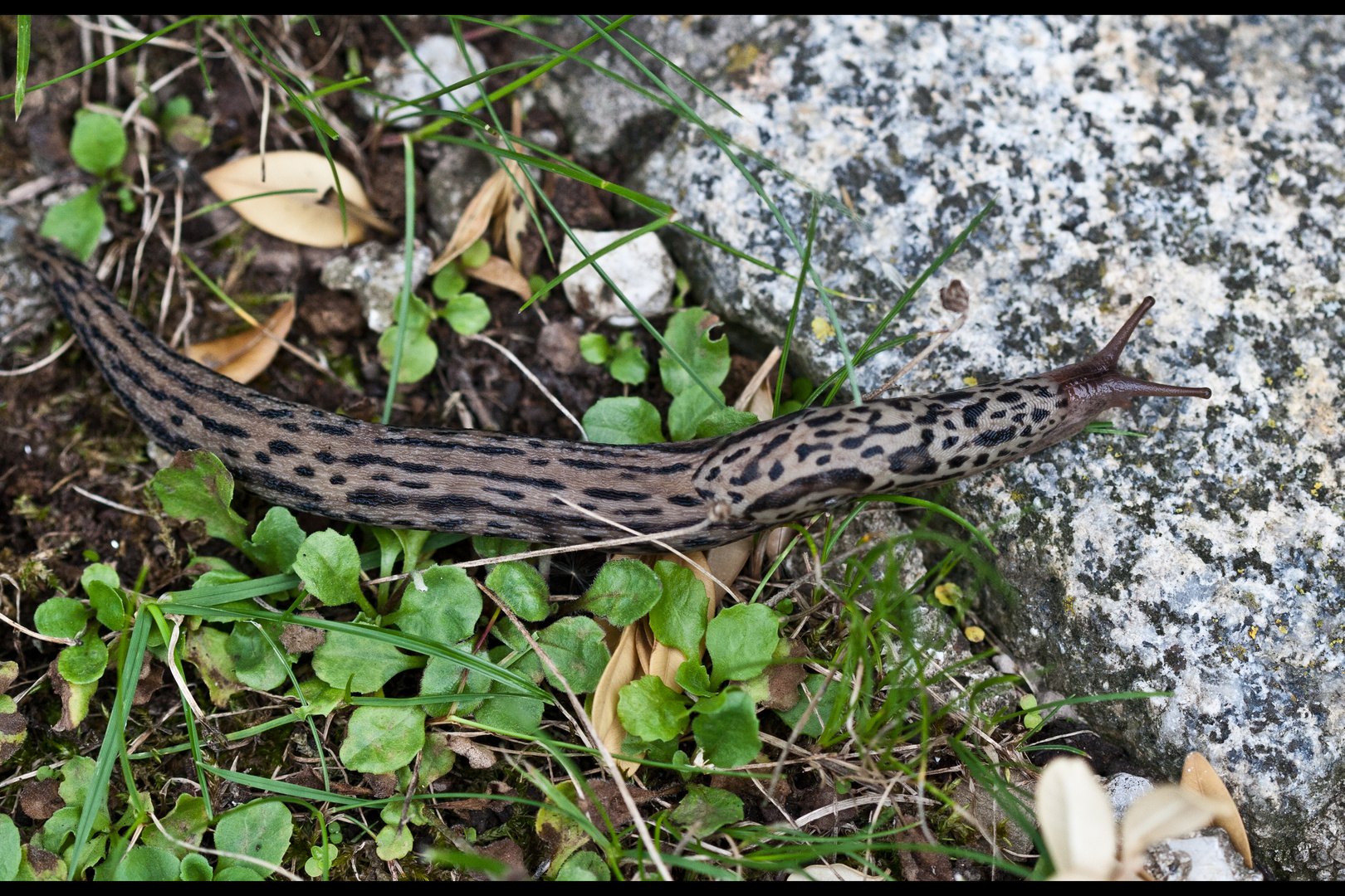 Tigerschnegel (Limus Maximus)