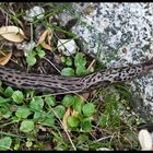 Tigerschnegel (Limus Maximus)