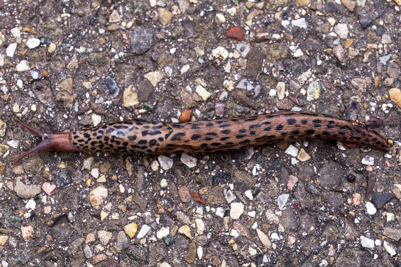 Tigerschnegel (Linax maximus)