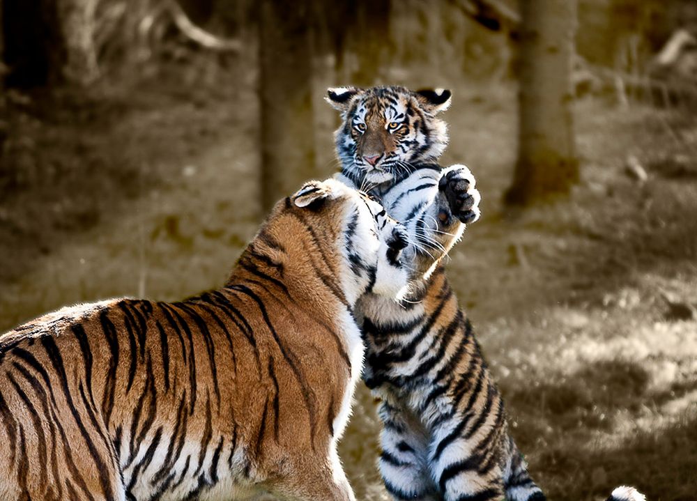 Tigerschule Lektion 1 von Kayografix 