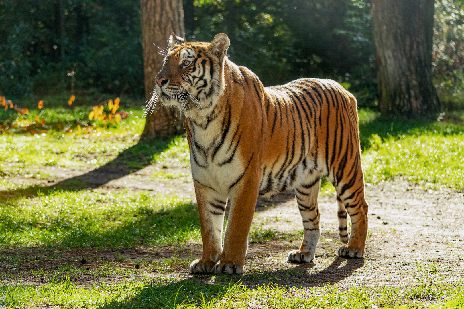 Tiger_serengetipark