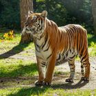 Tiger_serengetipark