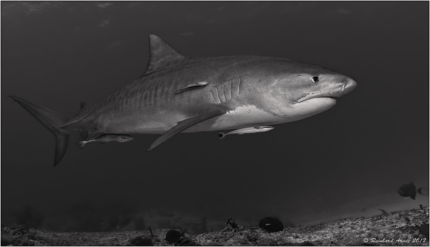 Tigershark B/W