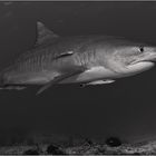 Tigershark B/W