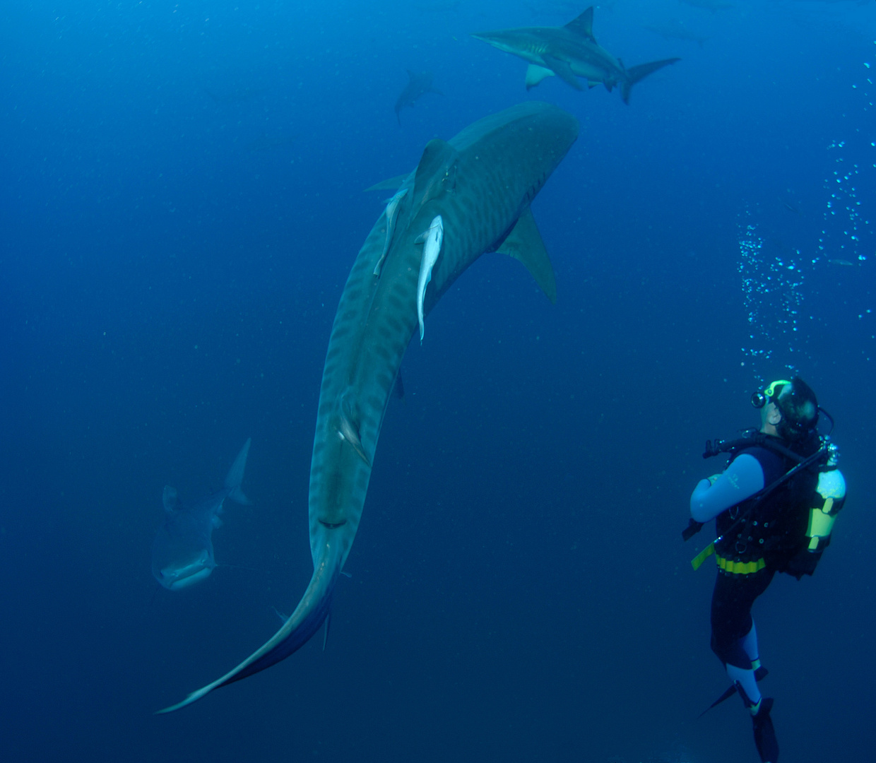 Tigersharks, Blacktips & Diver. South Afrika